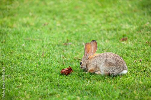 Cute bunny rabbit, green background with copy space © BestStockFoto