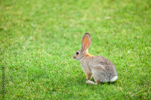 Cute bunny rabbit, green background with copy space © BestStockFoto