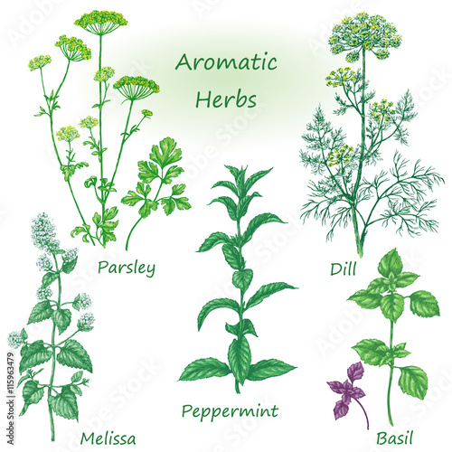 Hand drawn aromatic herbs set.