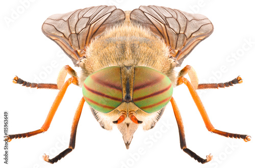 Horse-fly Hybomitra ciureai female isolated on white background, front view. photo