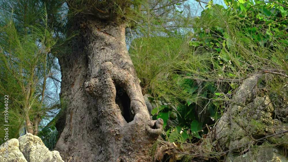 Hollow trunk of an Australian pine tree provides an eerie site in this coastal wilderness area of Southeast Asia. Hollow trunk of an Australian pine tree provides an eerie site in this coastal wilderness area of Southeast Asia.