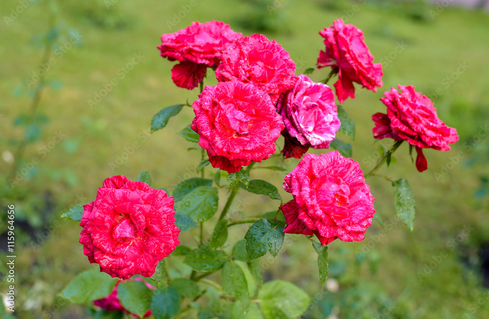 red rose bush flowers after rain red rose bush flowers after rain