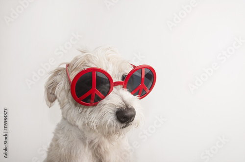 Pretty dog in red sunglasses over white background. Jack Russell Terrier. Peace. © andreinanc