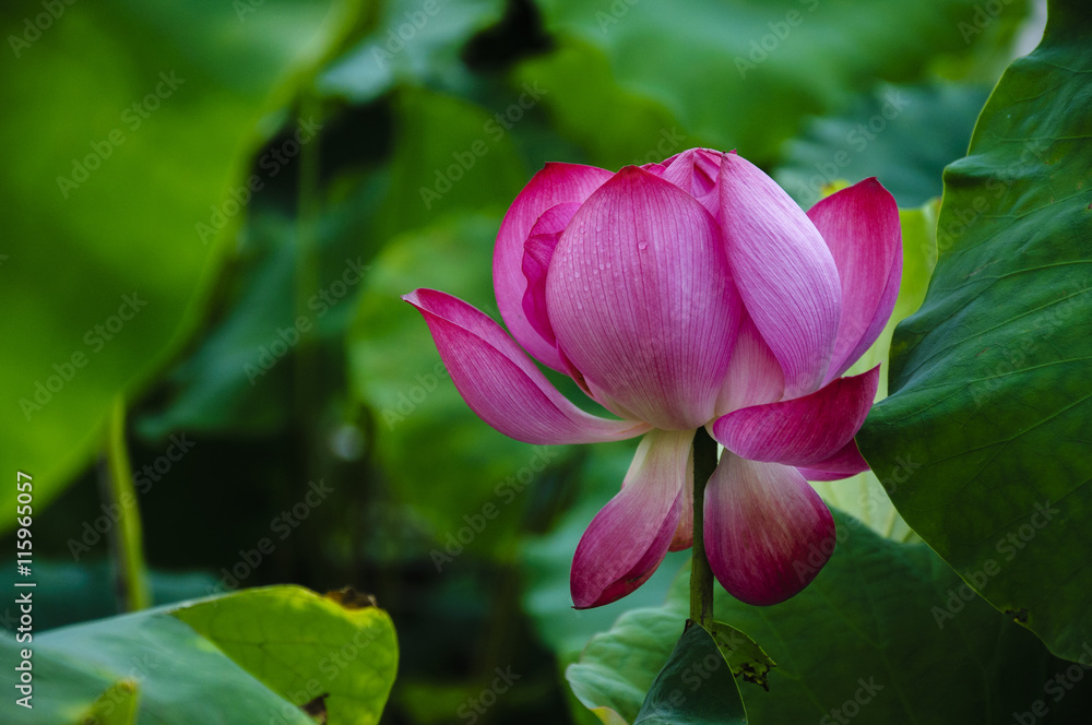 Beautiful blossoming lotus in summer Beautiful blossoming lotus in summer