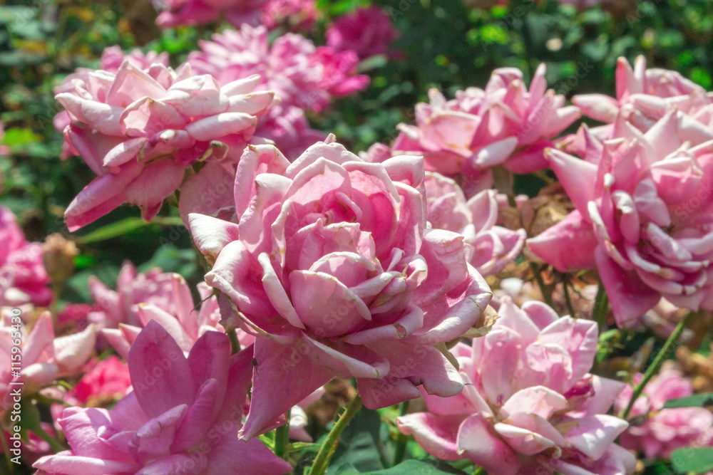 Pink roses in a garden