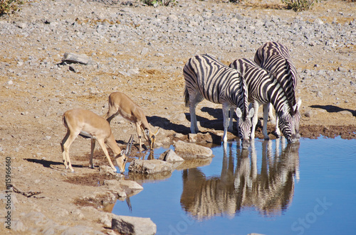 Zebras and gazelle drinking