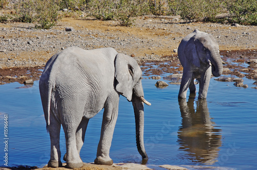 Elephants drinking