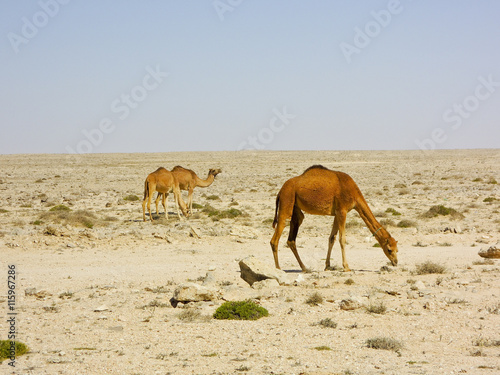 Camel caravan going through the desert on beautiful sunrise