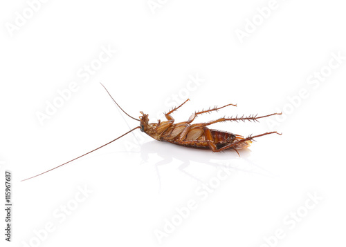 Cockroach isolated on a white background © watkung