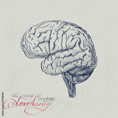 Human brain. Image of hemispheres cerebellum and stem, stylized
