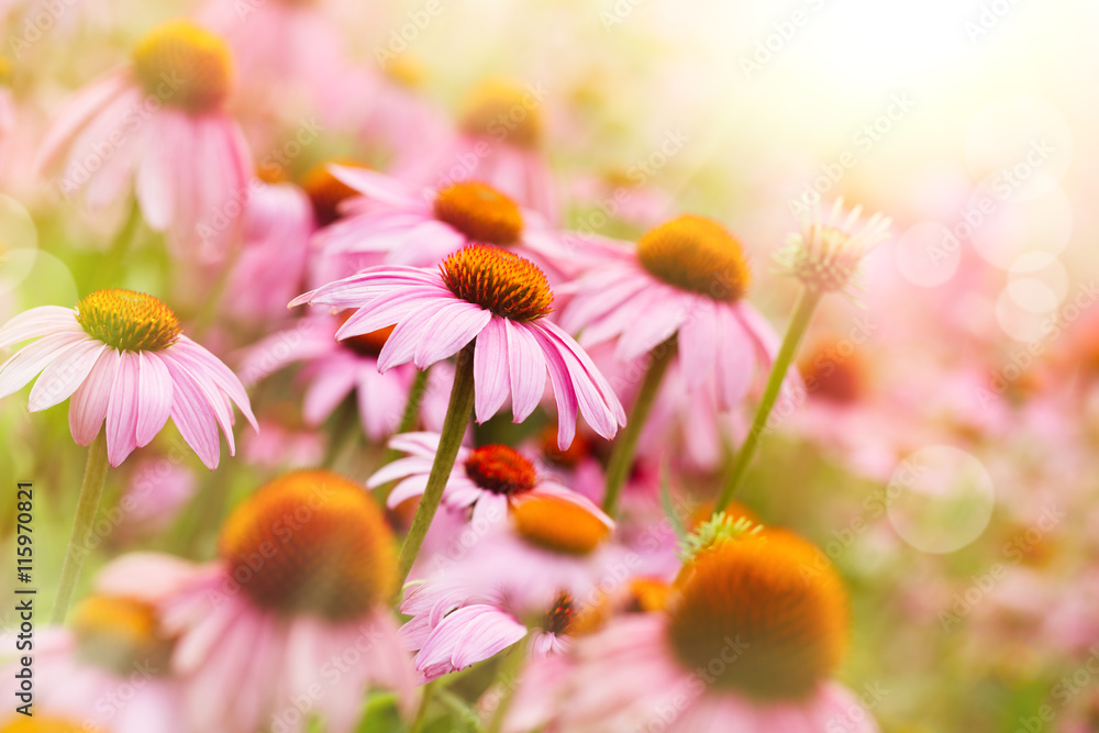 Fototapeta premium purple coneflowers