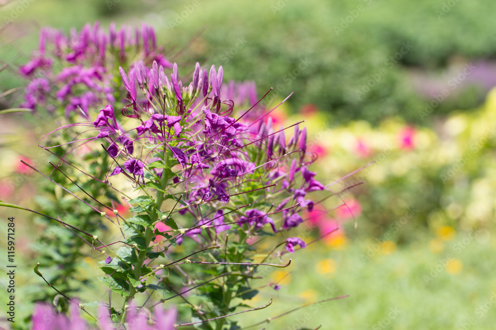 Obraz premium Flowers in the garden