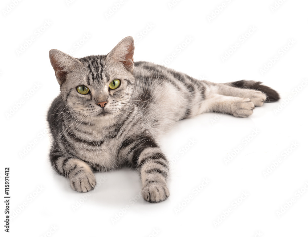 cat on white background. cat on white background.