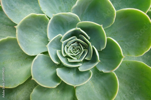 Green cactus flower background photo