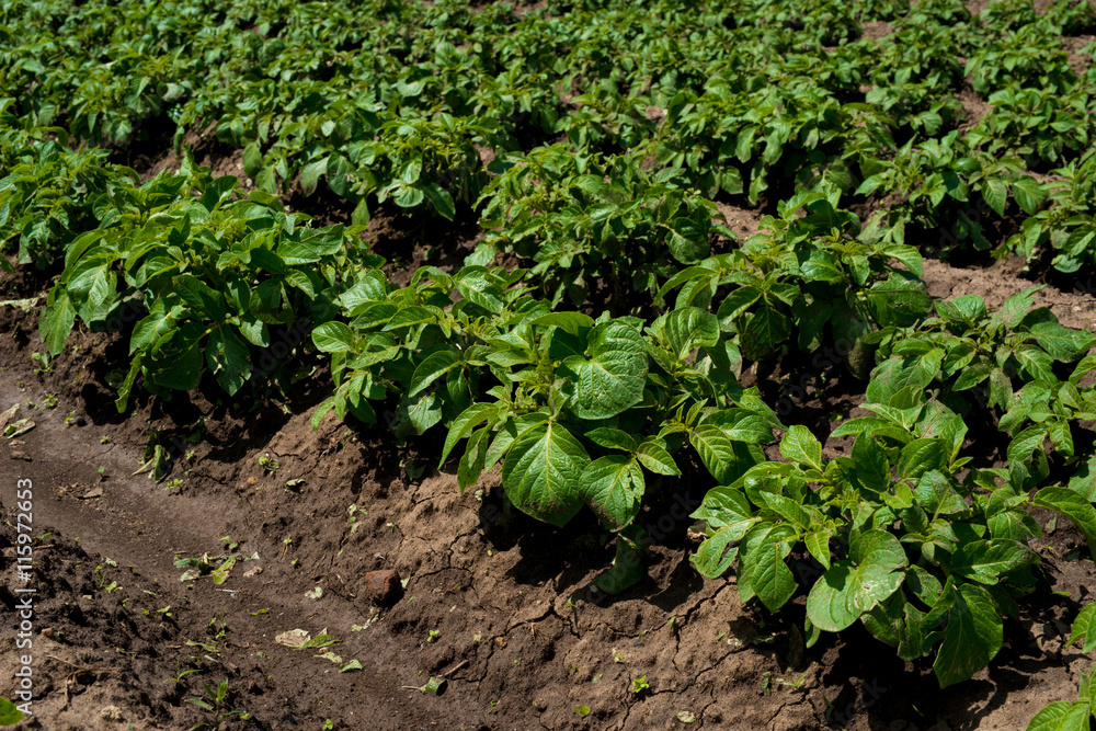 Rows of young potato plants on the field Rows of young potato plants on the field