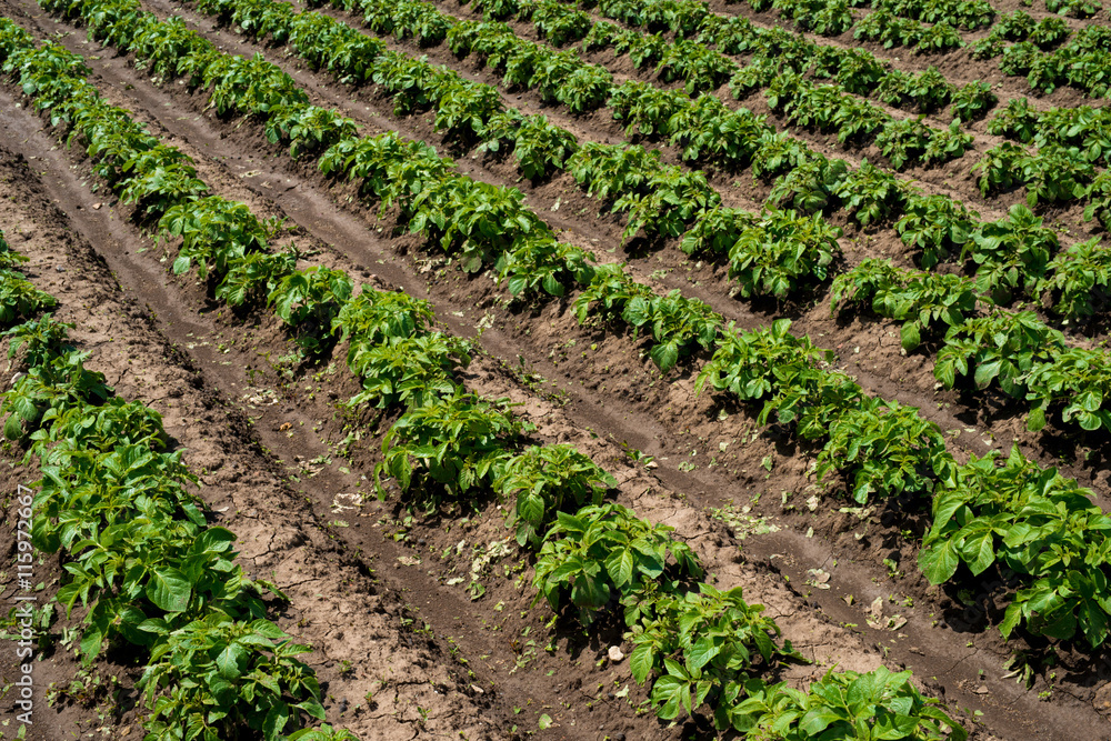 Rows of young potato plants on the field Rows of young potato plants on the field