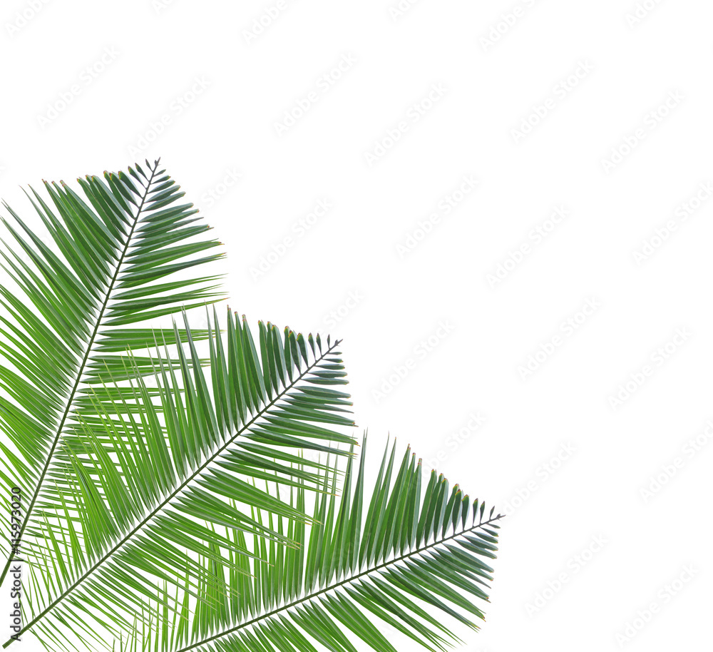 Palm leaf isolated on white background Palm leaf isolated on white background