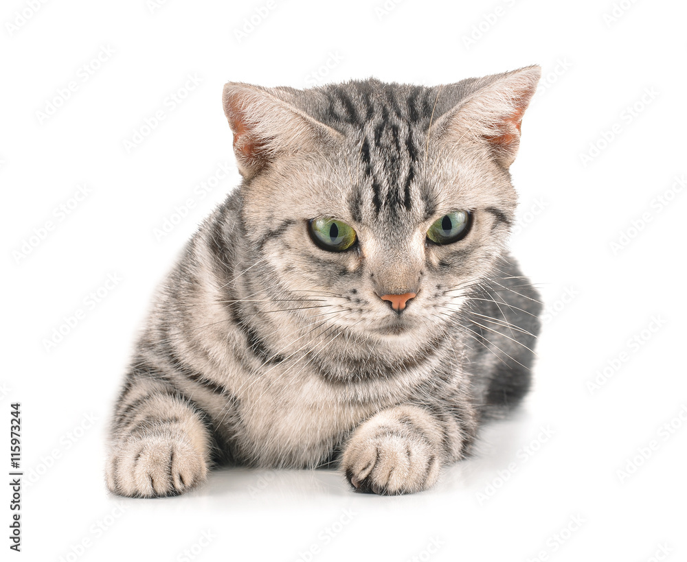 cat on white background. cat on white background.