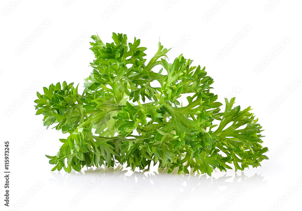 Fototapeta premium parsley