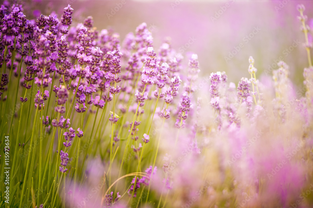 Fototapeta premium Meadow of lavender. Nature composition. Selective focus