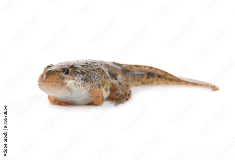 Obraz premium Tadpoles