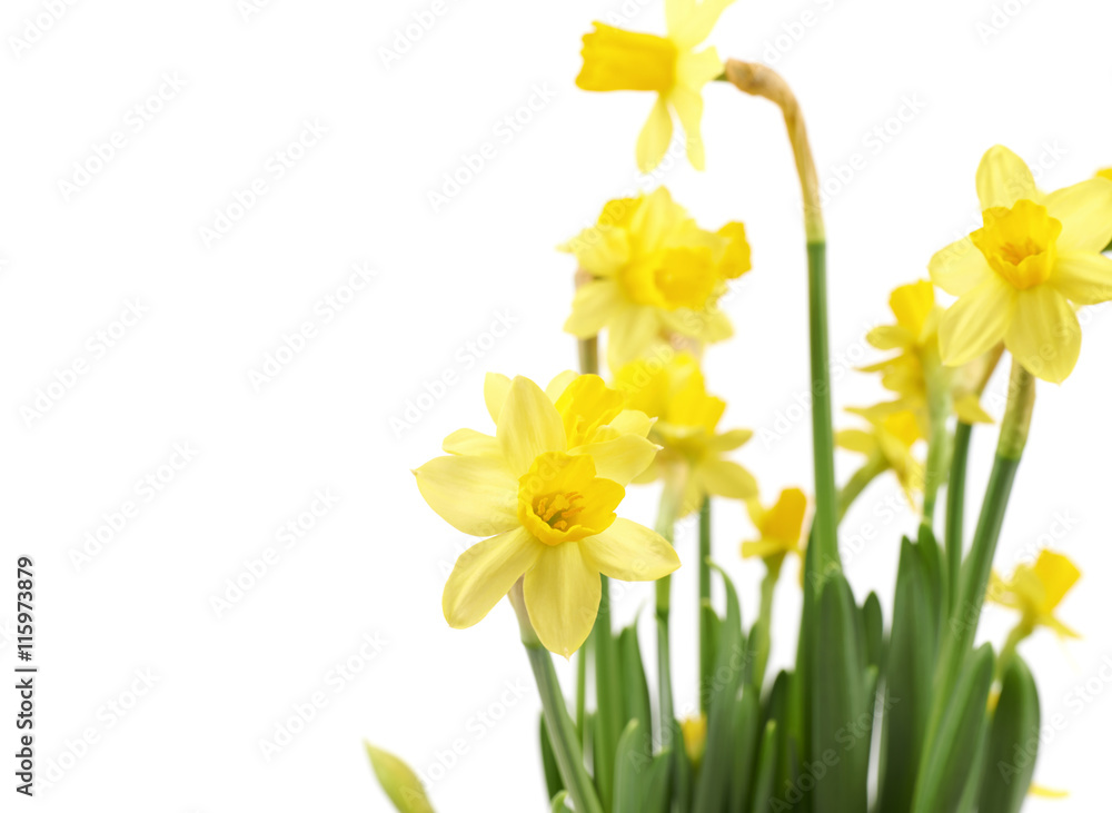 Yellow narcissus flower isolated Yellow narcissus flower isolated
