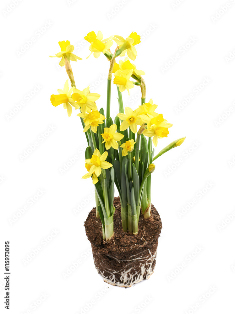 Yellow narcissus flower isolated Yellow narcissus flower isolated