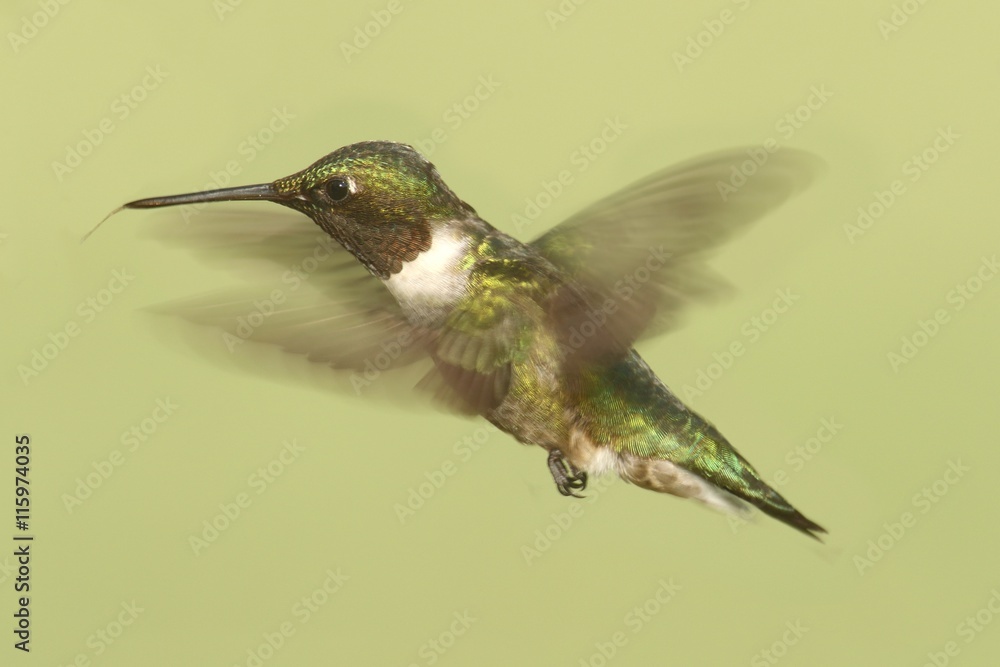 Fototapeta premium Ruby-throated Hummingbird