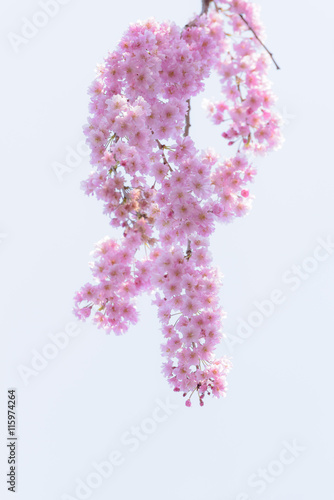 Fotografija Weeping Cherry blossoms at Kitakata, Fukushima