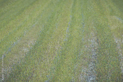 Grass on the field at Kitakata, Fukushima photo