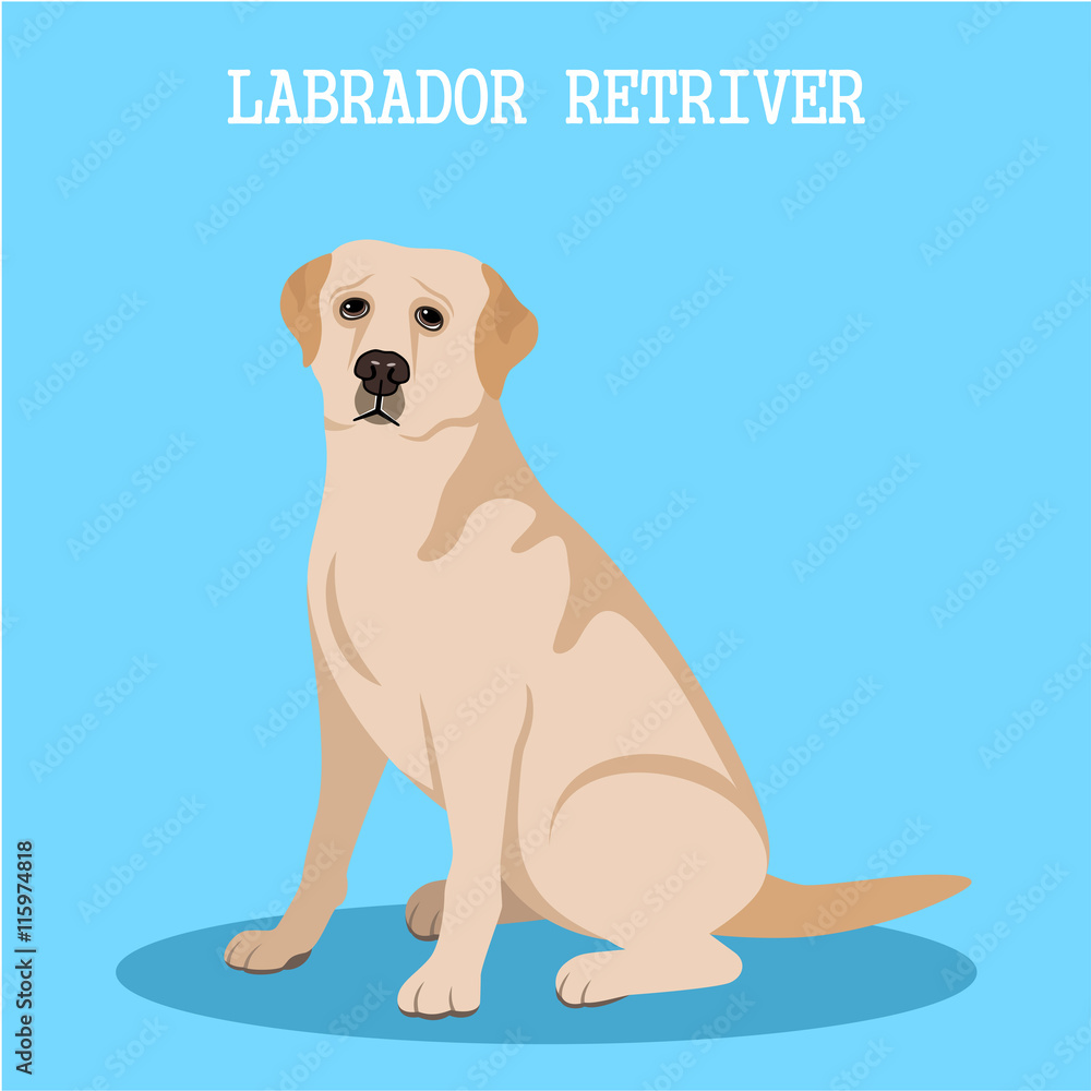 Fototapeta premium Labrador retriever