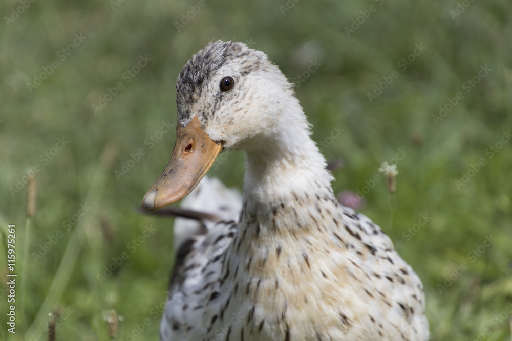 duck on lake duck on lake