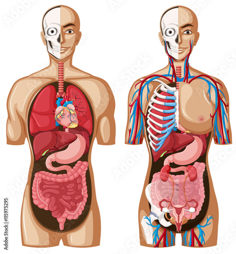 Human anatomy model with different systems