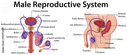 Diagram showing male reproductive system