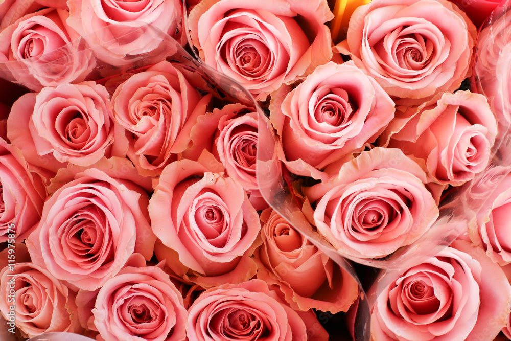 Pinke Rosen Pinke Rosen