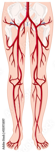 Blood vessels in human body