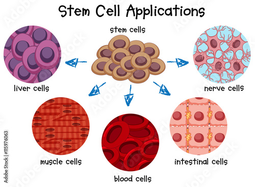 Diagram of different stem cells
