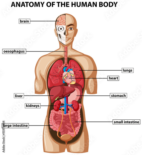 Diagram showing anatomy of human body with names #115976464