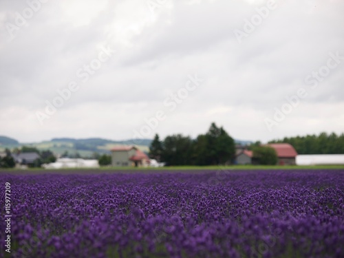 Lavender farm Kamifurano/Hokkaido,Japan © Tsuyoshi_Kaneko