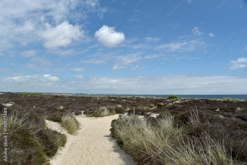 Path through sand dunes, Studland Nature Reserve, Dorset Path through sand dunes, Studland Nature Reserve, Dorset