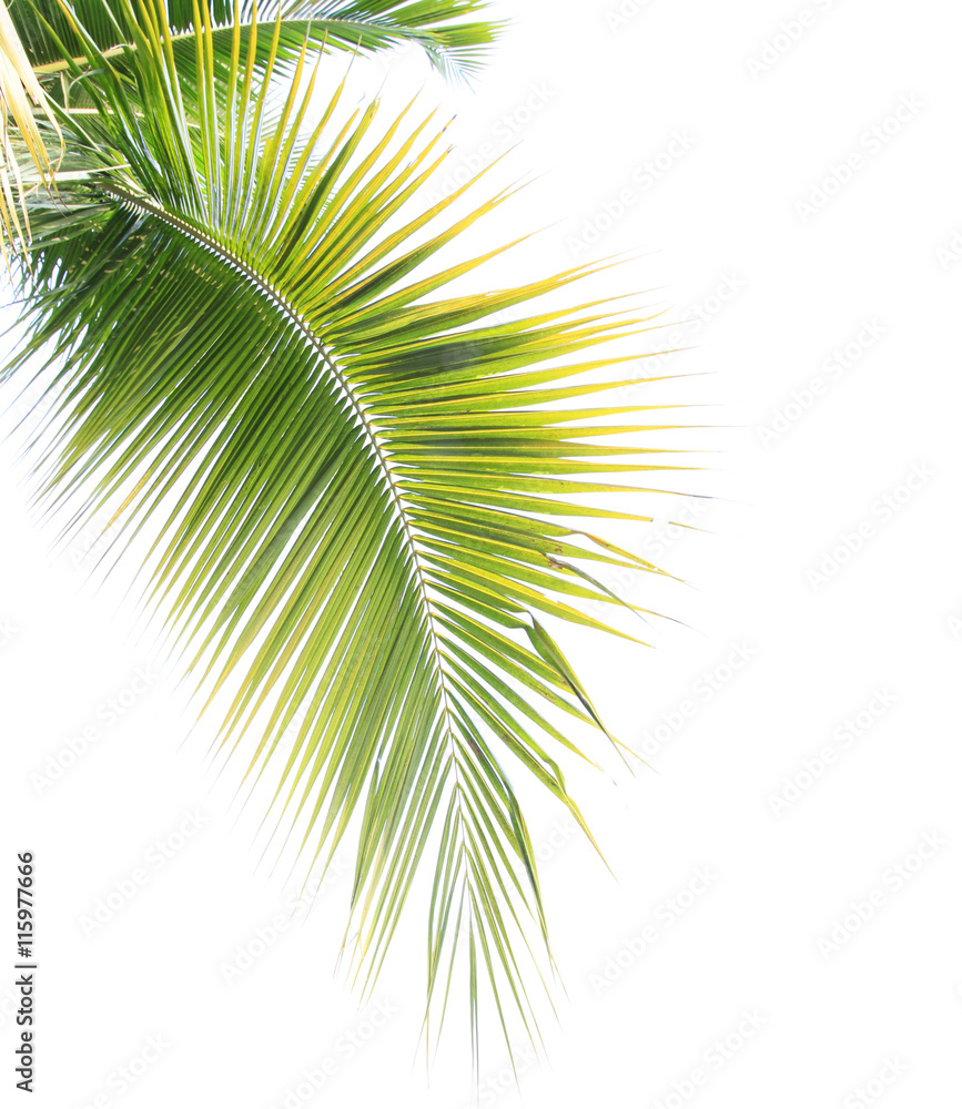 Coconut leaf isolated on white background Coconut leaf isolated on white background