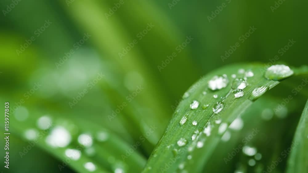 Waterdrops on a leafe Waterdrops on a leafe