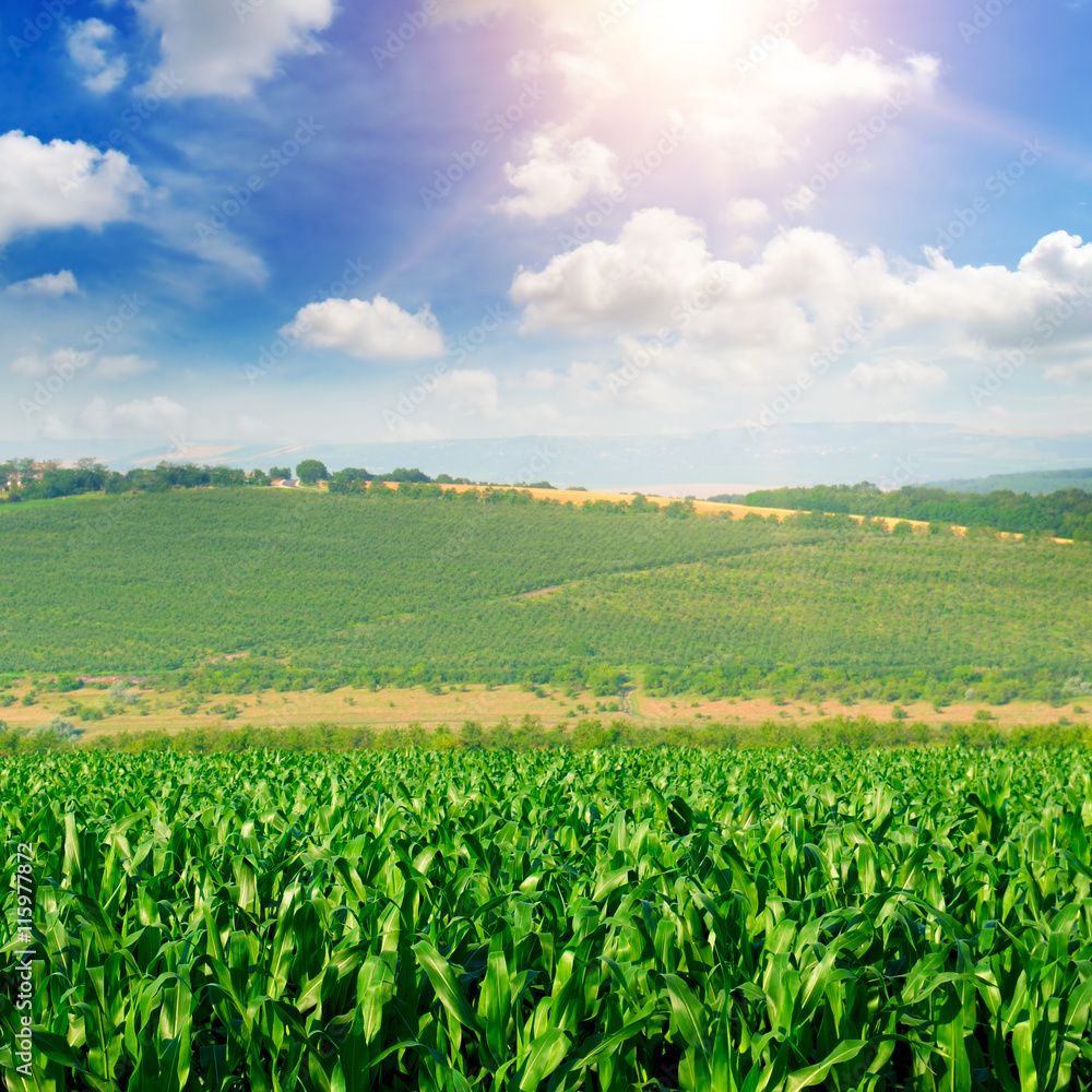 green corn field and blue sky green corn field and blue sky