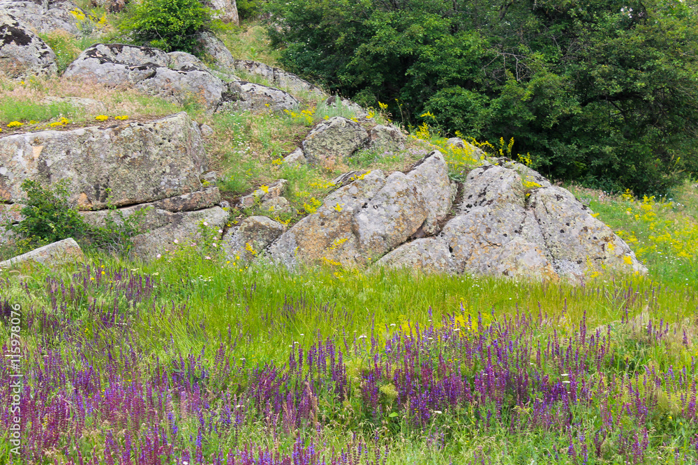 Wild purple salvia flowers