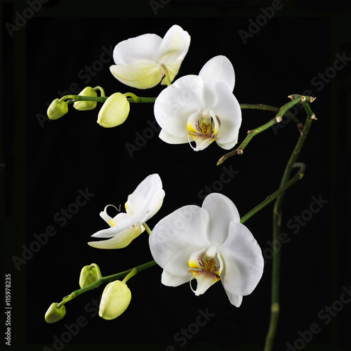 Beautiful white orchid branch on black background.