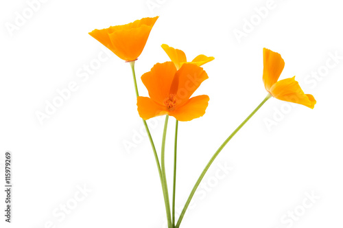 Fototapeta Naklejka Na Ścianę i Meble -  orange poppy