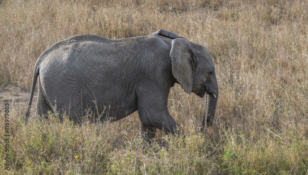 Fototapeta premium ELEPHANT