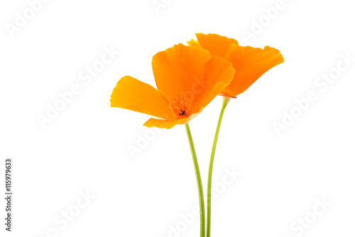 orange poppy