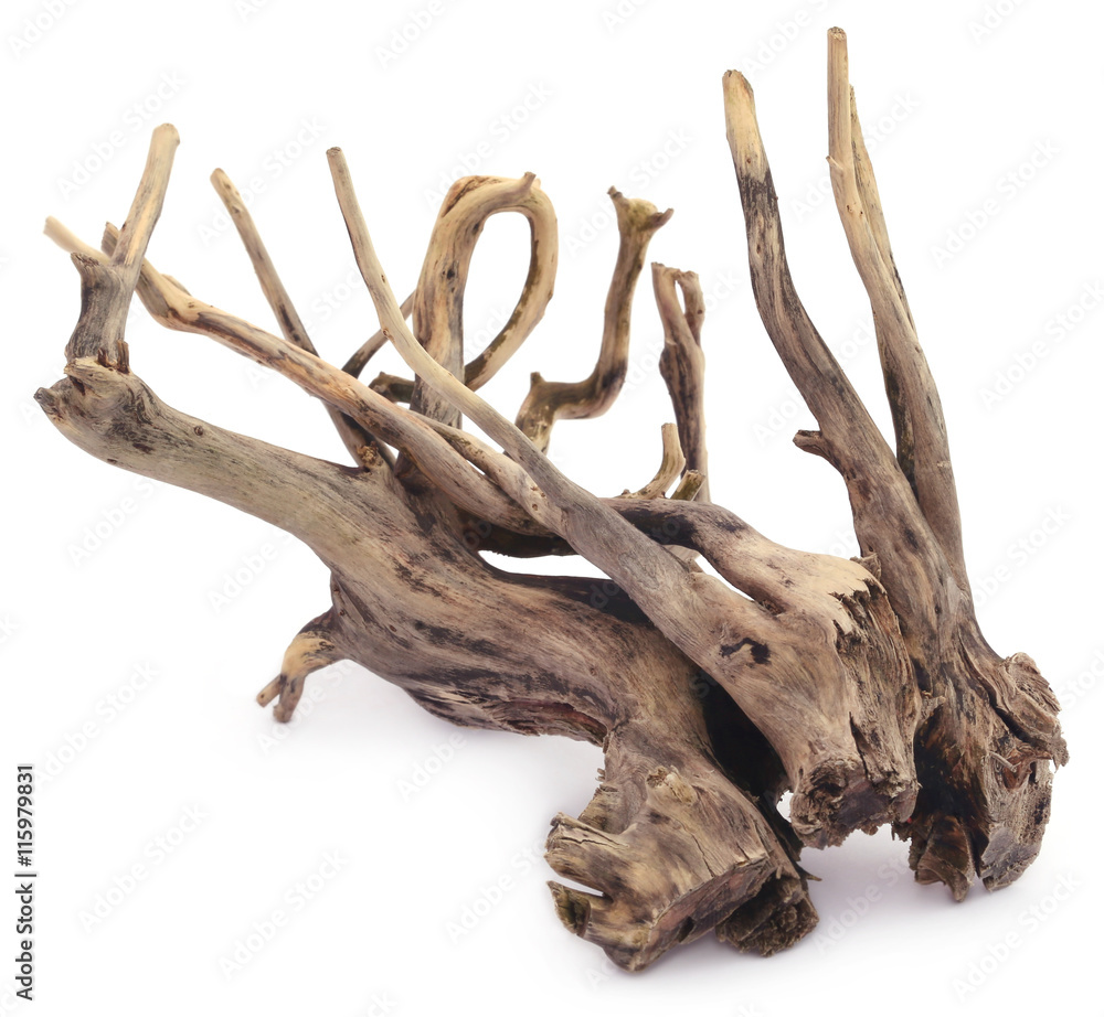 Bogwood Bogwood