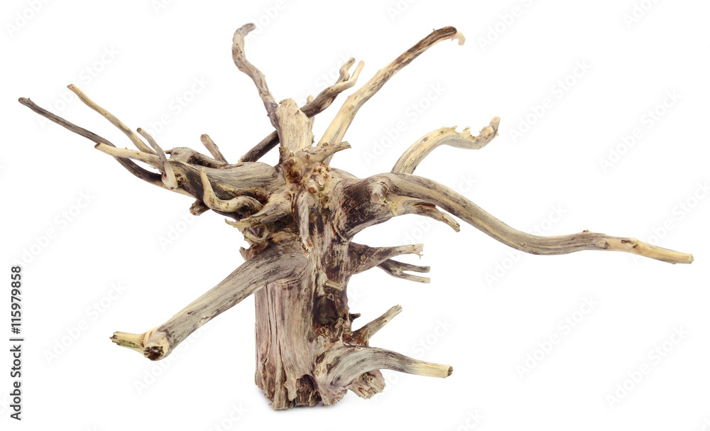Bogwood Bogwood